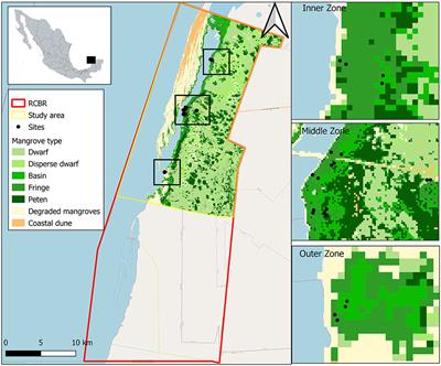 Sedimentation as a Support Ecosystem Service in Different Ecological Types of Mangroves
